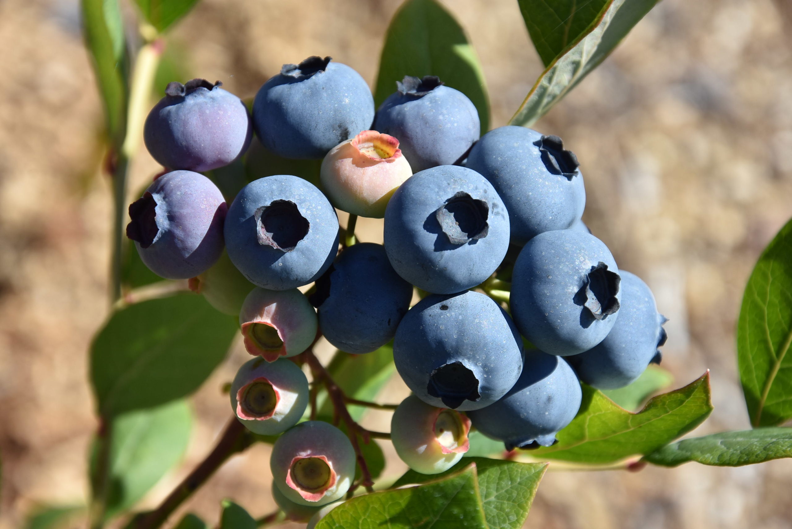 Urner Bio-Heidelbeeren. (Foto: Melissa Siegfried)