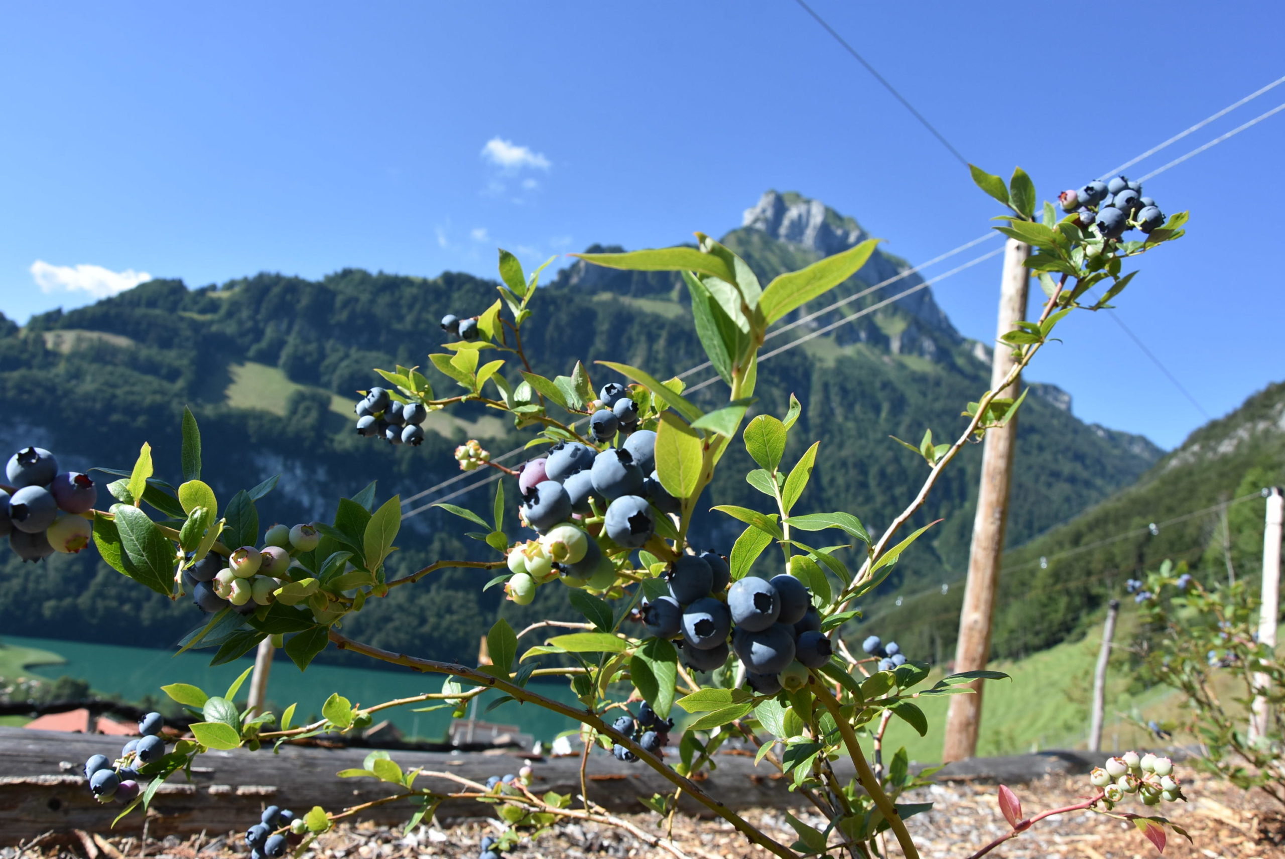 Bio-Heidelbeeren in Seelisberg. (Foto: Melissa Siegfried)