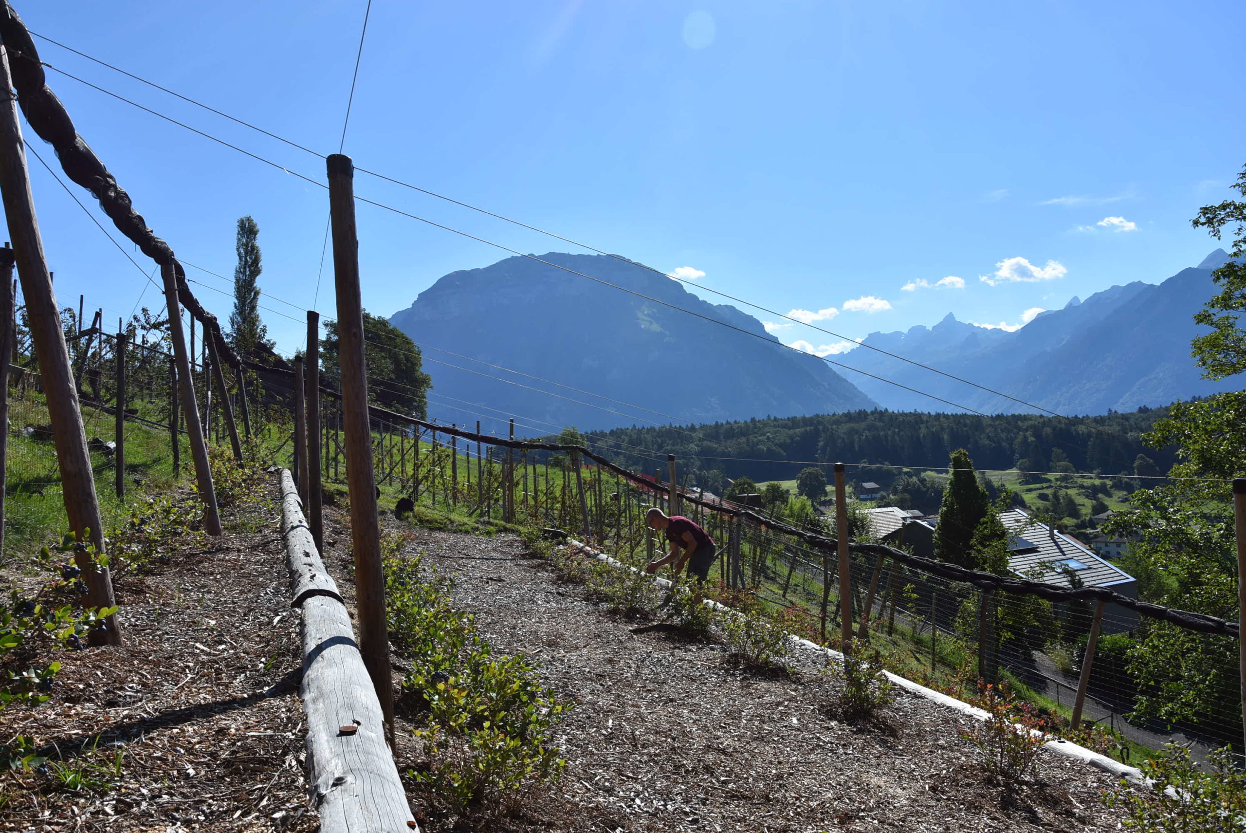 Sein Hof ist der einzige Bergbauernhof in Uri für Biofrüchte. (Foto: Melissa Siegfried)