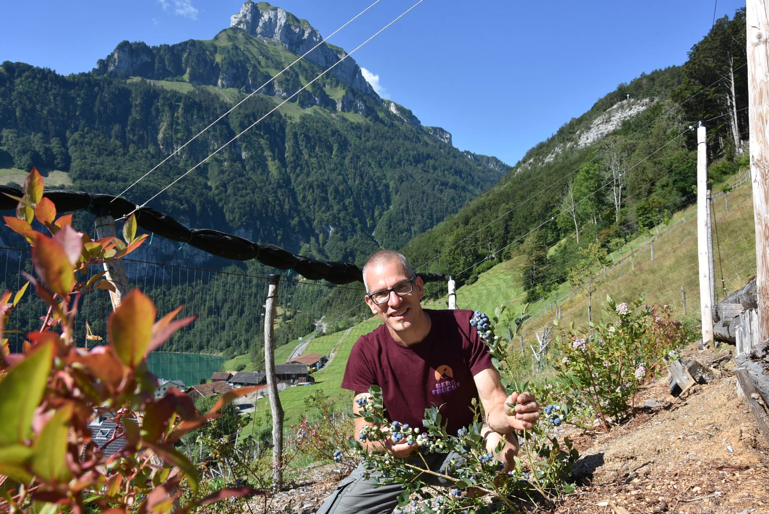 Patrick Amstad auf der Heidelbeeranlage in Seelisberg ob dem Seeli. (Foto: Melissa Siegfried)