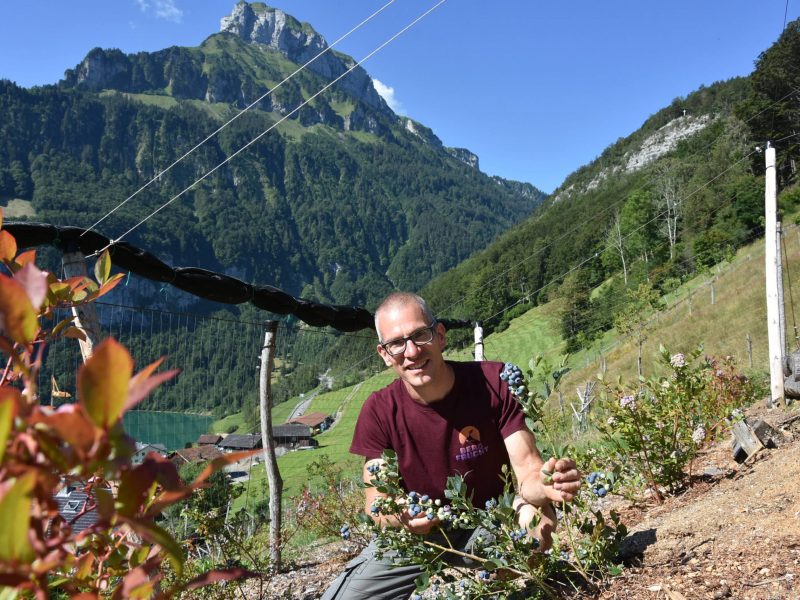 Patrick Amstad auf der Heidelbeeranlage in Seelisberg ob dem Seeli. (Foto: Melissa Siegfried)